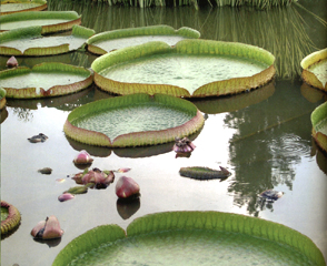 Ninfea-Victoria-amazonica
